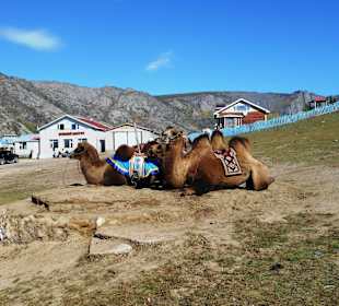 Kamele zu mieten für einen Ausritt