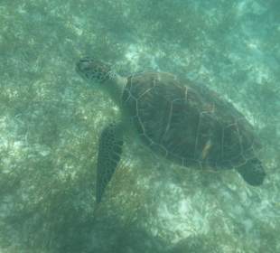Schildkröte in der Bucht von Akumal