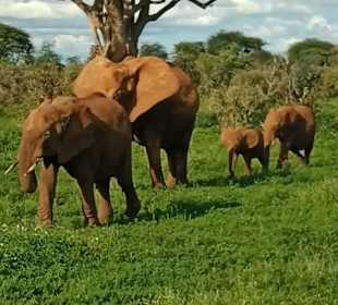 Tropical Adventure Safaris