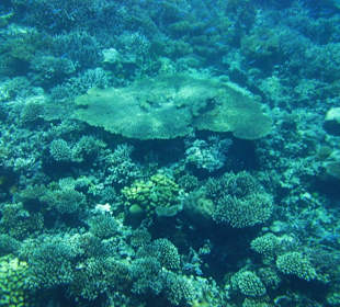 Delfinschwimmen und Schnorcheln am 24.07.2012