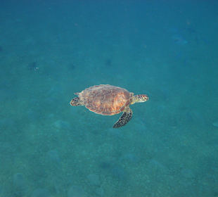 Beim Schnorcheln am Riff