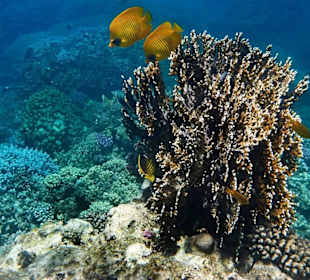 Am Riff mit Maskenfalterfischen