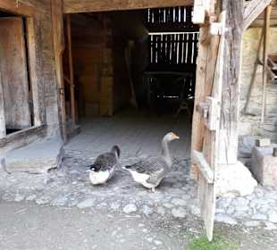 Gänse und Schuppen