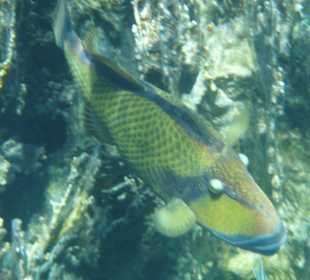 Ein toller Blick am Hausriff