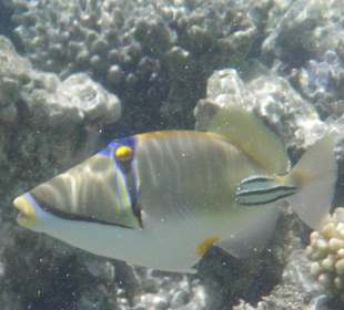 Picassodrückerfisch