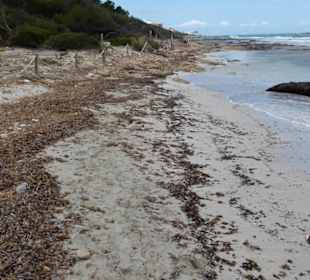 Es Trenc: schmutziger Abschnitt