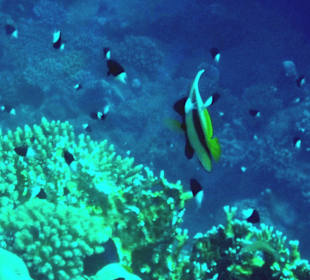 Schnorcheln Marsa Alam