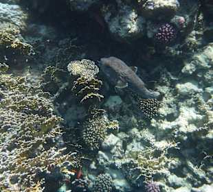 Igelfisch am Hausriff