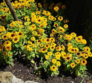 Blütenpracht am Tappeinerweg