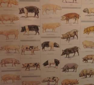 Schweinemuseum