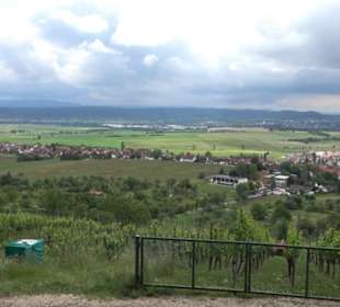 Wanderweg - Alter Steinbruch Pfaffenberg Runde