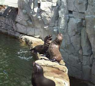 Im Zoo 26
