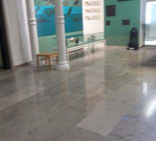 Staatliches Naturkunde Museum