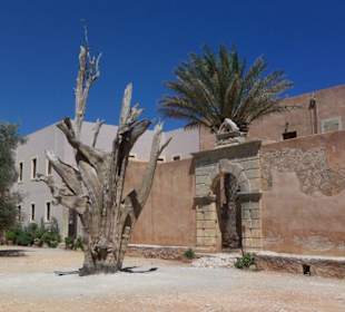 Abgestorbene Platane im Klosterhof