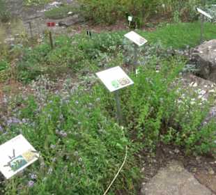 Apothekergarten