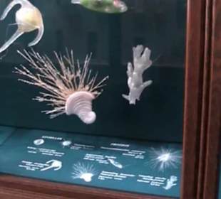 Naturhistorisches Museum