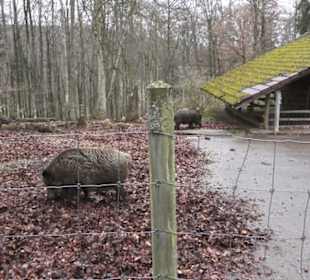 Wildpark Eichert