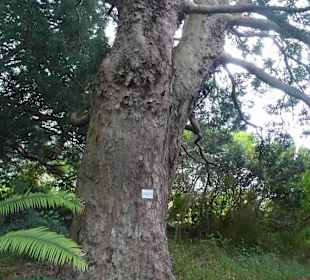 Botanischer Garten Kirstenbosch