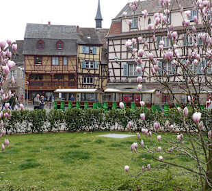 Magnolienblüte im März