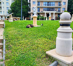 Hunde am Kreisverkehr