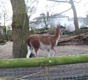 Ein Lama