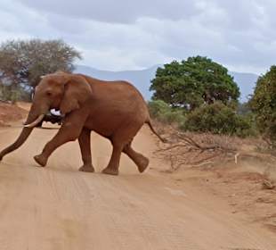 Tsavo Ost und West Safari