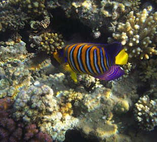 Unterwasserwelt am Sensimar Makadi Hotel