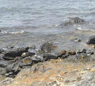 Wo bleibt denn jetzt der Hai