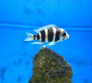 Aquarium