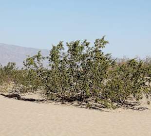 Mesquite Sand Dunes