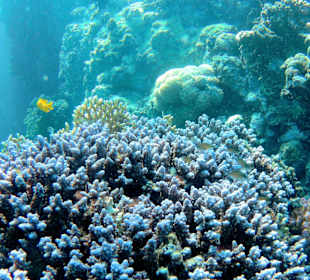 Schnorcheln Marsa Alam