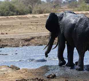 Elefant nach Schlammdusche