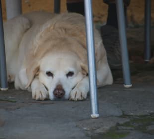 ....mit ruhigem Aufpasser unter dem Tisch!