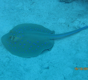 Blaupunktrochen Hausriff Hotel Sheraton Soma Bay Resort 