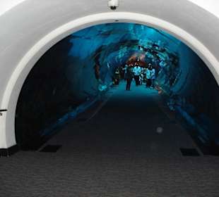 Tunnel mitten im Aquarium (kostenpflichtig)