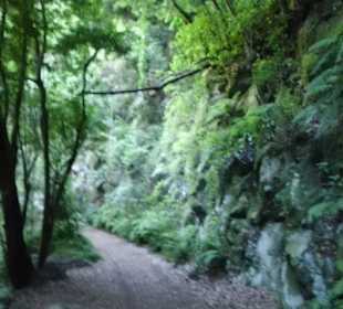 Tiefgrüner Lorbeerwald