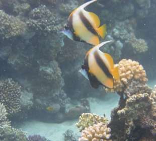 Tauchen am Hausriff des Mangrove Bay Resort