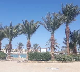 Palmen in El Gouna