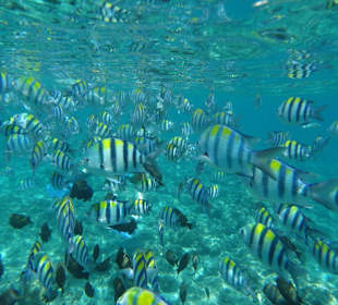 Fischschwarm Gili Air