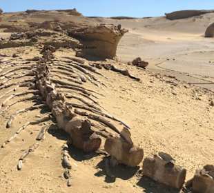 Wadi Hitan-Tal der Wale-Fayoum Oase mit Morgenland