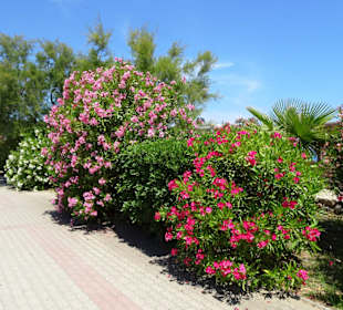 Spaziergang über die Strandpromenade Argelès-Plage