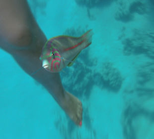 Der Stalker-Fisch, Vorsicht-bissig