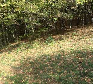 Premiumwanderweg hochgehkeltert Neuffen