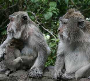 @Kiki: die Japaner kommen