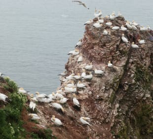 Beim Lummenfelsen auf Helgoland