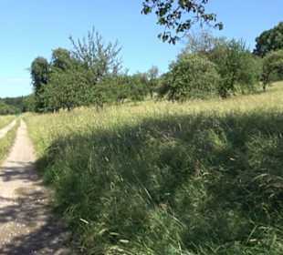 Eduard Lucas Musterobstgarten Mähringen