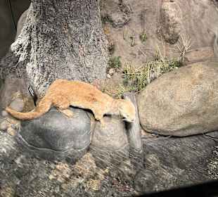Yellowstone Nationalpark