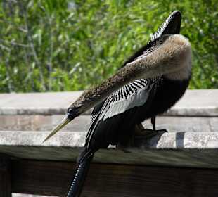 Ein Anhinga, Namensgeber des Parks in Fotopose
