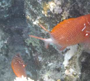 Soldatenfisch
