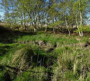 Impressionen vom Schwimmenden Moor